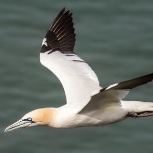 Northern Gannet