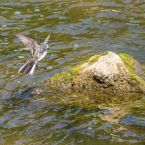 White Wagtail