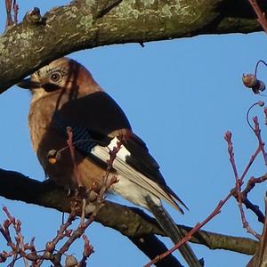 Eurasian Jay