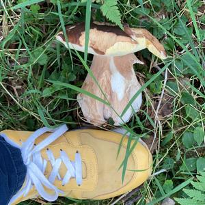 King Bolete