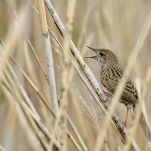 Common Grasshopper-warbler