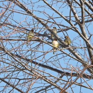 Cedar Waxwing