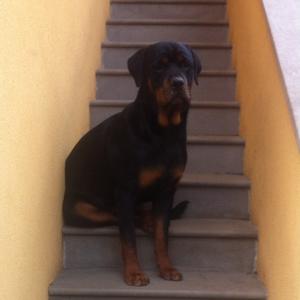 Rottweiler