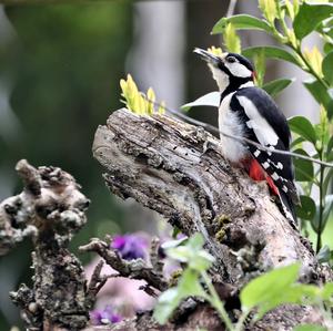 Great Spotted Woodpecker