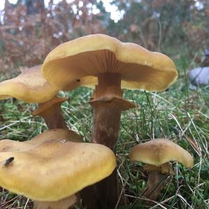 Honey Fungus