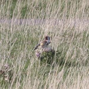 European Goldfinch