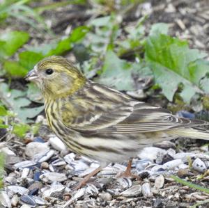 Eurasian Siskin