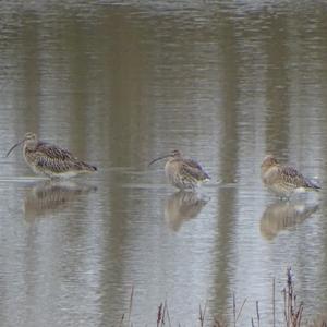 Regenbrachvogel