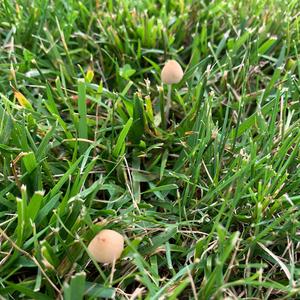 Coprinus auricomus