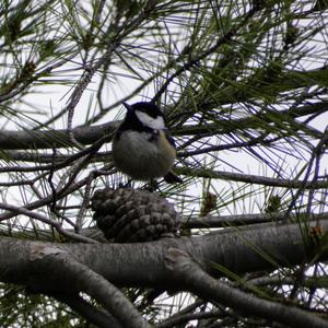 Coal Tit