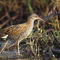 Water Rail