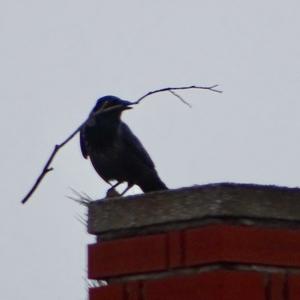 Hooded Crow