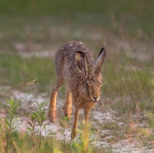 European Hare