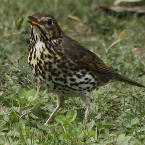 Song Thrush