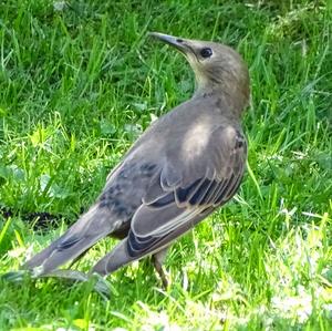 Common Starling