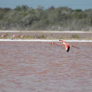 Greater Flamingo