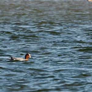 Eurasian Wigeon