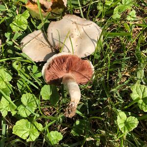 Meadow Agaric