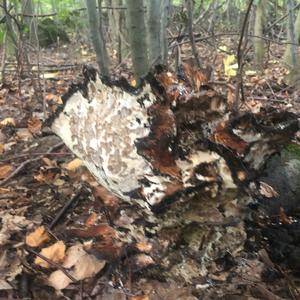 Black-staining Polypore