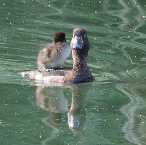 Tufted Duck