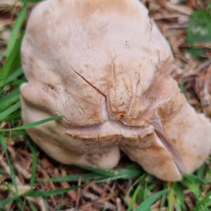 St George`s Mushroom