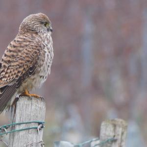 Common Kestrel