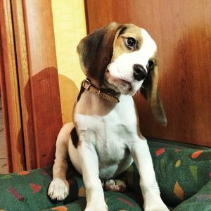 Beagle