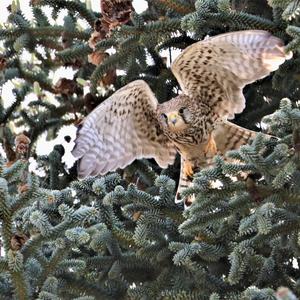 Common Kestrel