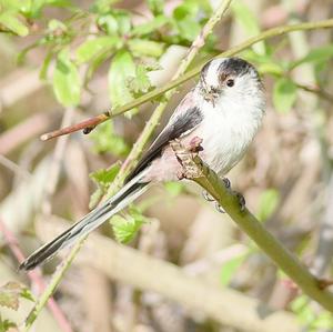 Long-tailed Tit