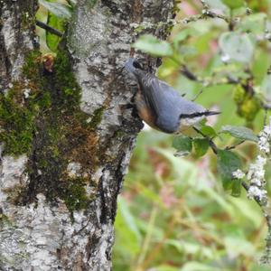 Wood Nuthatch