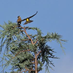 Eurasian Siskin