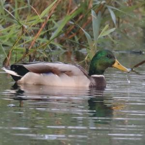 Mallard