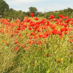 Klatschmohn