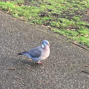 Common Wood-pigeon