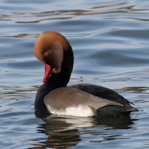 Red-crested Pochard