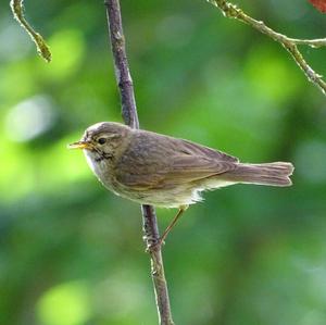 Common Chiffchaff