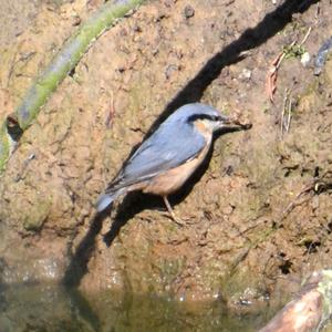 Wood Nuthatch