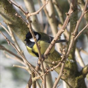 Great Tit