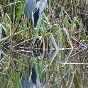 Grey Heron