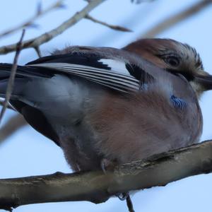 Eurasian Jay