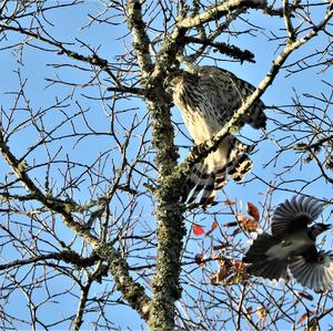 Cooper's Hawk