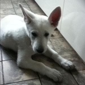 Berger Blanc Suisse