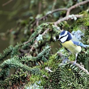 Blue Tit