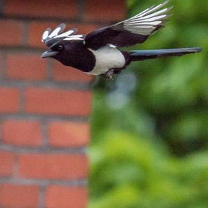 Black-billed Magpie