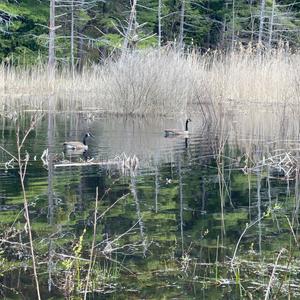 Canada Goose