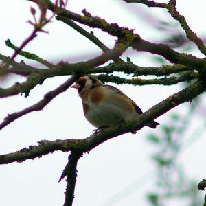 European Goldfinch