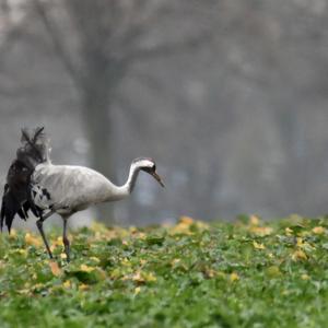 Common Crane