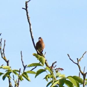 Eurasian Chaffinch