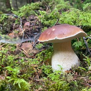 King Bolete