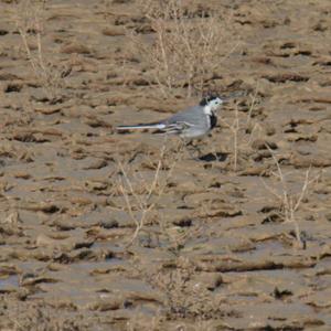 White Wagtail